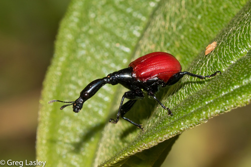 Giraffe Weevil