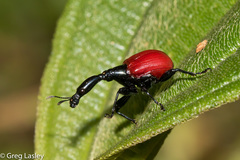 Trachelophorus giraffa