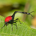 Giraffe Weevil - Photo (c) Greg Lasley, some rights reserved (CC BY-NC), uploaded by Greg Lasley
