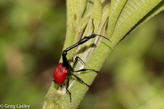 Trachelophorus giraffa
