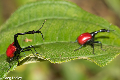 Giraffe Weevil