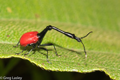 Trachelophorus giraffa