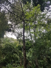 Pochota fendleri
