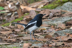 Copsychus albospecularis