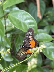 Acraea peneleos