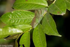 Calumma oshaughnessyi