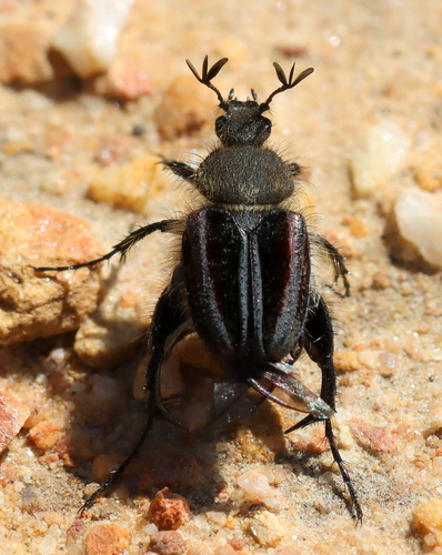 Brachagenius