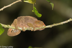 Calumma crypticum