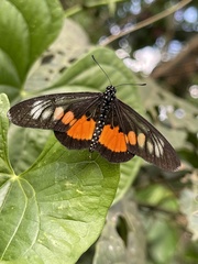 Acraea peneleos
