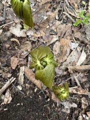 Podophyllum