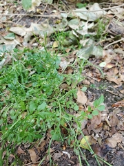 Cardamine hirsuta