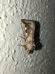 Didugua argentilinea