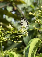 Uranothauma heritsia