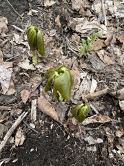 Podophyllum