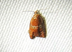 Cenopis diluticostana