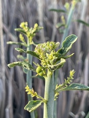 Ditaxis brandegeei