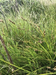 Carex tumulicola