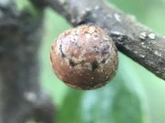 Allokermes cueroensis