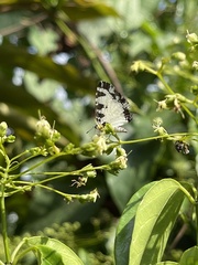 Uranothauma heritsia
