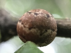 Allokermes cueroensis