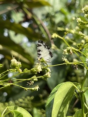 Uranothauma heritsia