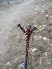 Magnoliopsida