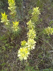 Castilleja citrina