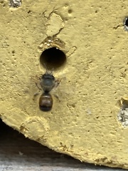 Osmia bicornis