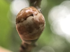 Allokermes cueroensis