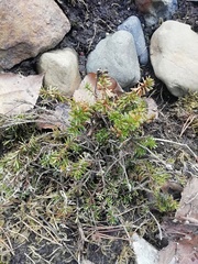 Magnoliopsida