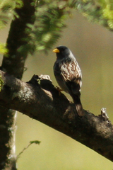 Rhopospina alaudina