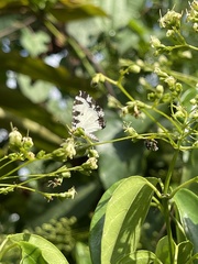 Uranothauma heritsia