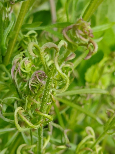 Galium gall mite