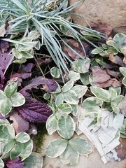 Magnoliopsida