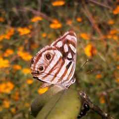 Dynamine postverta postverta