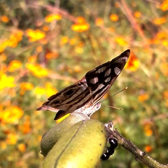 Dynamine postverta postverta