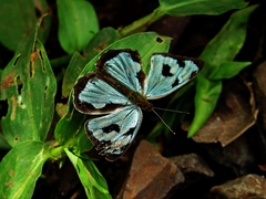 Dynamine postverta postverta