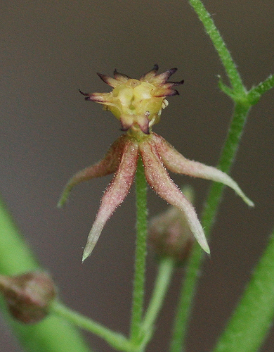 Ayenia jaliscana