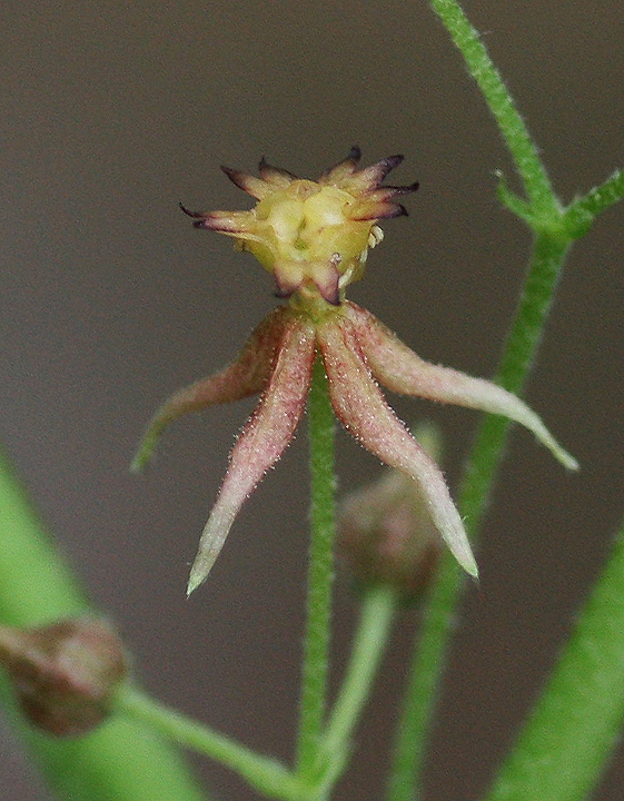 Ayenia jaliscana