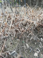 Magnoliopsida