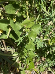 Kedrostis nana