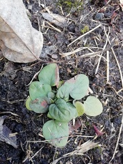 Prunella vulgaris