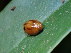 Hemisphaerius rufovarius