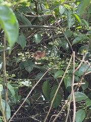 Junonia stygia