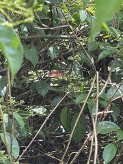 Junonia stygia