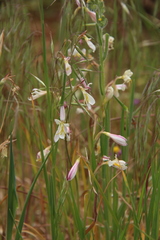 Hesperantha bachmannii