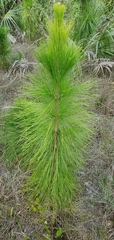 Pinus elliottii densa