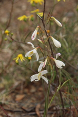 Hesperantha bachmannii