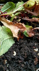 Otiorhynchus sulcatus