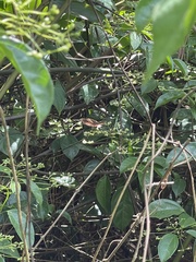 Junonia stygia